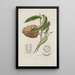 Flowers, fruits and foliage from the island of Java Pl20 - Berthe Hoola van Nooten — framed artwork on a wall