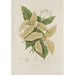 Reproduction of the painting Java Island Selected Flowers, Fruits, and Foliage Painting Pl21 - Berthe Hoola van Nooten