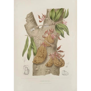 Berthe Hoola van Nooten - Fleurs fruits et feuillages choisis de lille de Java Pl24.webp