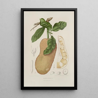 Berthe Hoola van Nooten - Fleurs fruits et feuillages choisis de lille de Java Pl26.webp