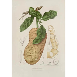 Berthe Hoola van Nooten - Fleurs fruits et feuillages choisis de lille de Java Pl26.webp