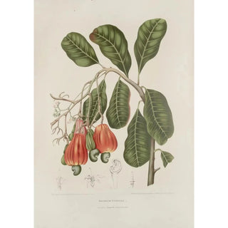 Berthe Hoola van Nooten - Fleurs fruits et feuillages choisis de lille de Java Pl27.webp