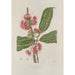 Flowers, fruits and foliage from the island of Java Pl29 - Berthe Hoola van Nooten — artwork view