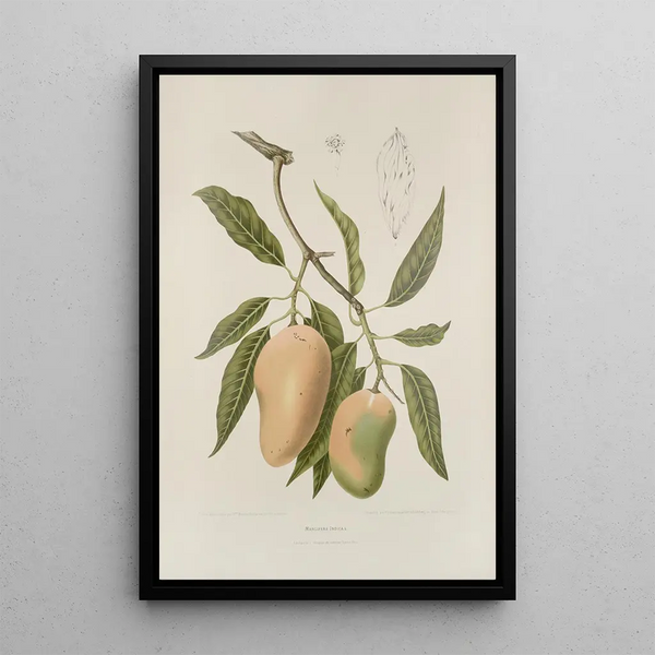 Fiori, frutta e fogliame scelti dall'isola di Giava Pl31 - Berthe Hoola van Nooten — quadro incorniciato alla parete