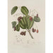 Reproduction of the painting Java Island Flowers, Fruits, and Foliage Selected Painting Pl32 - Berthe Hoola van Nooten