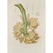 Java Island Flowers, Fruits, and Foliage Selected Painting Pl34 - Berthe Hoola van Nooten — artwork view