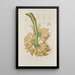 Java Island Flowers, Fruits, and Foliage Selected Painting Pl34 - Berthe Hoola van Nooten — framed artwork on a wall
