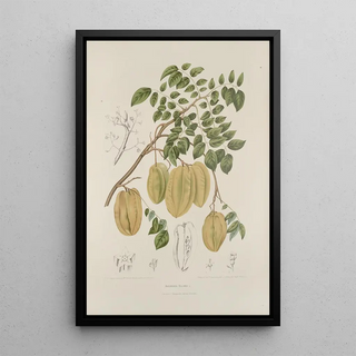 Berthe Hoola van Nooten - Fleurs fruits et feuillages choisis de lille de Java Pl36.webp