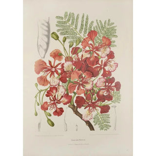 Berthe Hoola van Nooten - Fleurs fruits et feuillages choisis de lille de Java Pl37.webp