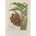 Flowers, fruits and foliage from the island of Java Pl38 - Berthe Hoola van Nooten — artwork view