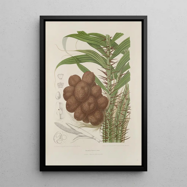 Fiori, frutta e fogliame scelti dall'isola di Giava Pl38 - Berthe Hoola van Nooten — quadro incorniciato alla parete