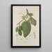 Reproduction of the painting Flowers, fruits and foliage selected from Java Island Pl39 - Berthe Hoola van Nooten