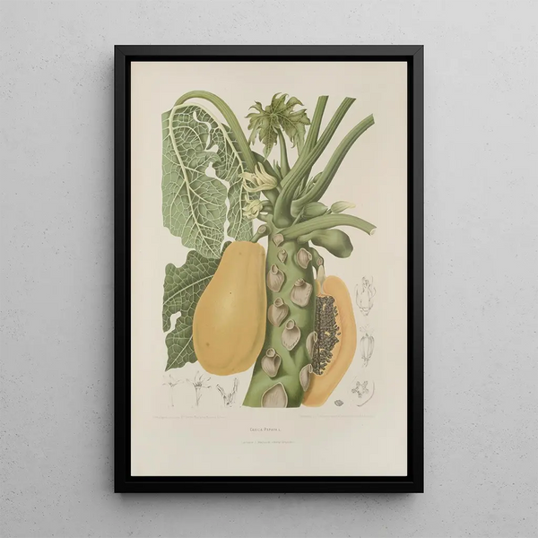 Fiori, frutta e fogliame scelti dall'isola di Giava Pl40 - Berthe Hoola van Nooten — quadro incorniciato alla parete
