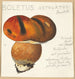 Boletus ustulatus Paulet 3 - Hans Walty — Ansicht des Kunstwerks