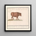 Bovin brasiliano Bos taurus bresilaensen os Ezel Taurasinus taurane del Brasile - Anselmus Botius de Boodt — quadro incorniciato alla parete
