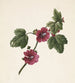 Blumenzweig mit violetten Blumen - M von Gijselaar — Ansicht des Kunstwerks