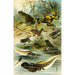 Bombinator pachypus Bombinator bombinus Alytes obst Pelobates fuscus - Bruno Drigen — artwork view