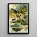 Bombinator pachypus Bombinator bombinus Alytes obst Pelobates fuscus - Bruno Drigen — framed artwork on a wall