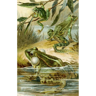 Bruno Drigen - Rana esculenta Rana esculenta ridibunda Hyla arborea.webp