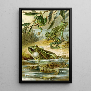 Bruno Drigen - Rana esculenta Rana esculenta ridibunda Hyla arborea.webp