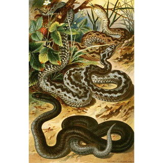 Bruno Drigen - Vipera berus.webp