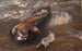 Adler und Hase - Bruno Liljefors — Ansicht des Kunstwerks