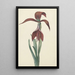 Riproduzione del dipinto Amaryllis Formosissima - CJ Kruimel