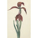 Riproduzione del dipinto Amaryllis Formosissima - CJ Kruimel