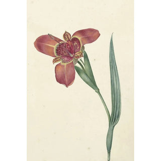 CJ Kruimel - Bloem met de naam Ferraria Tigrina.webp
