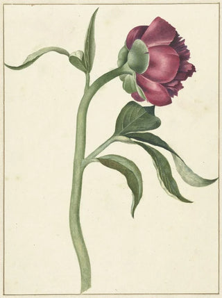 CJ Kruimel - Bloem van de pioenroos.webp