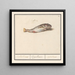 Kabeljau Gadus morhua, Cabbilliauw, Capellamis, Cabbilliau - Anselmus Botius de Boodt — gerahmtes Bild an der Wand