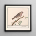 Carduelis flammea - Anselmus Botius de Boodt — framed artwork on a wall