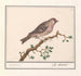 Carduelis flammea - Anselmus Botius de Boodt — artwork view