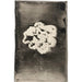 Fleur III - Carel Adolph Lion Cachet — Ansicht des Kunstwerks