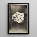 Fleur III - Carel Adolph Lion Cachet — gerahmtes Bild an der Wand