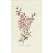 Flower of Almond Tree - Carington Bowles — artwork view