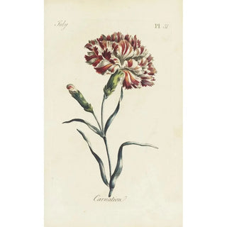 Carington Bowles - Carnation.webp