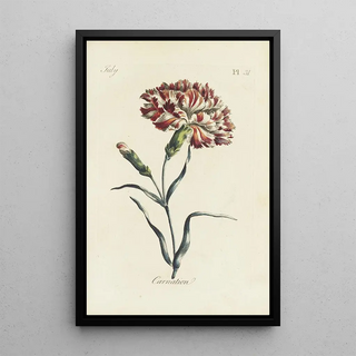 Carington Bowles - Carnation.webp