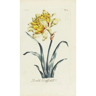 Carington Bowles - Double Daffodill.webp
