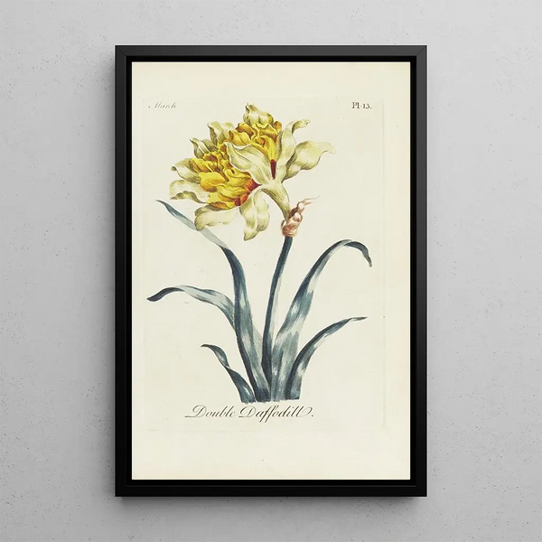 Carington Bowles - Double Daffodill.webp