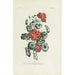 Riproduzione del dipinto Capucine doppio - Carington Bowles