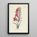 Glaïeul - Carington Bowles — quadro incorniciato alla parete