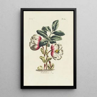 Carington Bowles - Hellebore.webp