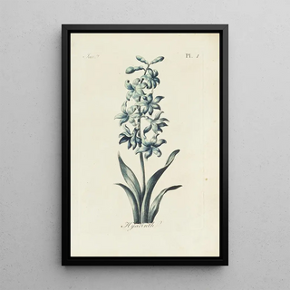Carington Bowles - Hyacinth.webp