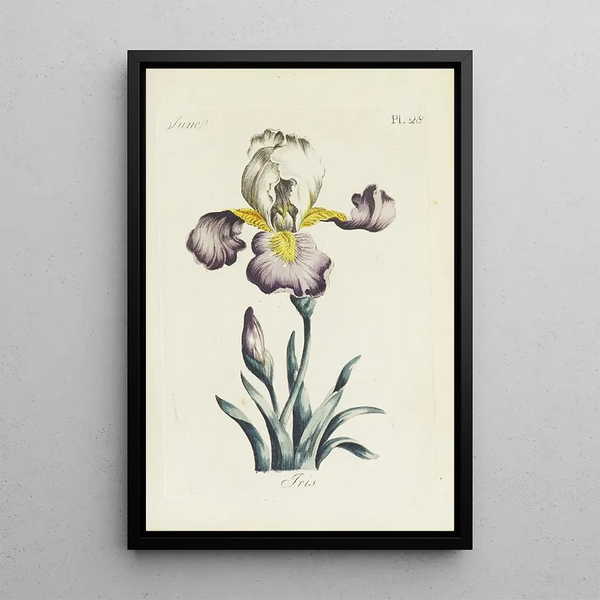Carington Bowles - Iris.webp