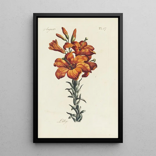 Carington Bowles - Lilly.webp