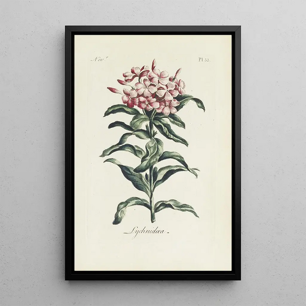 Carington Bowles - Lychnidea.webp