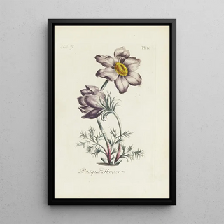 Carington Bowles - Pasque flower.webp