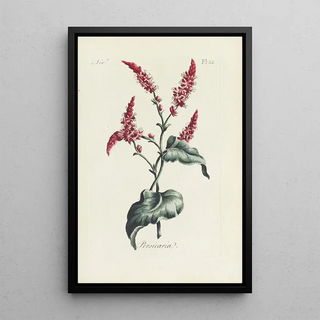 Carington Bowles - Persicaria.webp