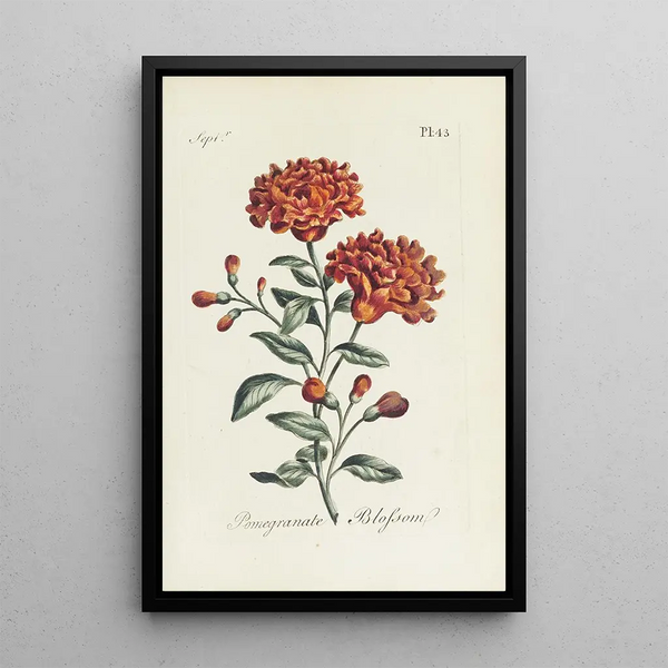 Carington Bowles - Pomegranate blossom.webp